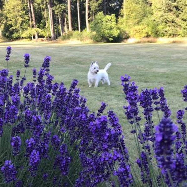 Lavender Seeds Mixed, 500 seeds,  Provence, Hidcote, Munstead, Lavender Seeds, Spikes of Purple Blooms, Extremely Fragrant