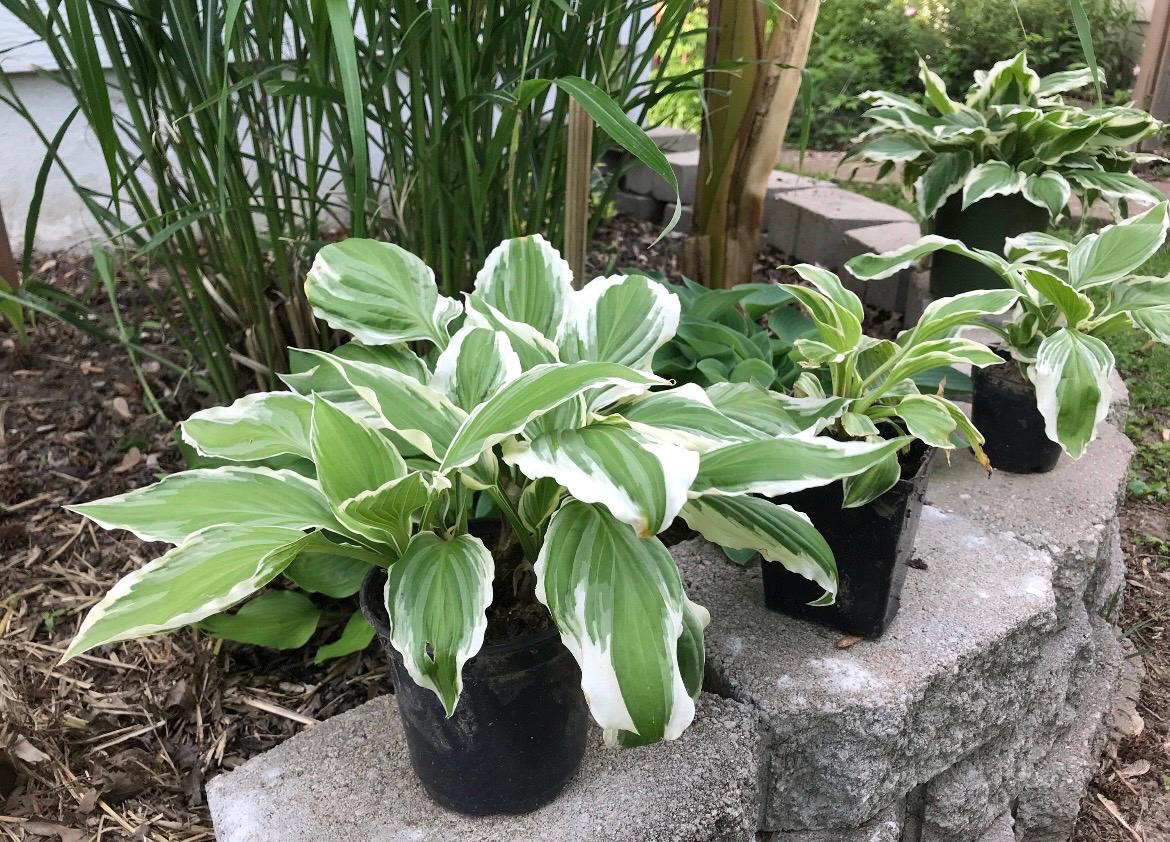 3, 6, 9 Giant Hosta Bare Roots Perennial Mix– Unique Blue-Green & Yellow-Green Leaves – Perfect for All Gardens and Landscaping –Fast Ship!