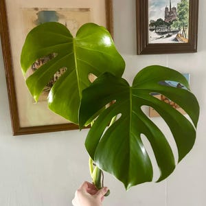 May include: A close-up of a large, vibrant green Monstera plant leaf with distinctive fenestrations. The leaf is held by a person wearing a green sweatshirt. Two framed pictures hang on the white wall in the background.