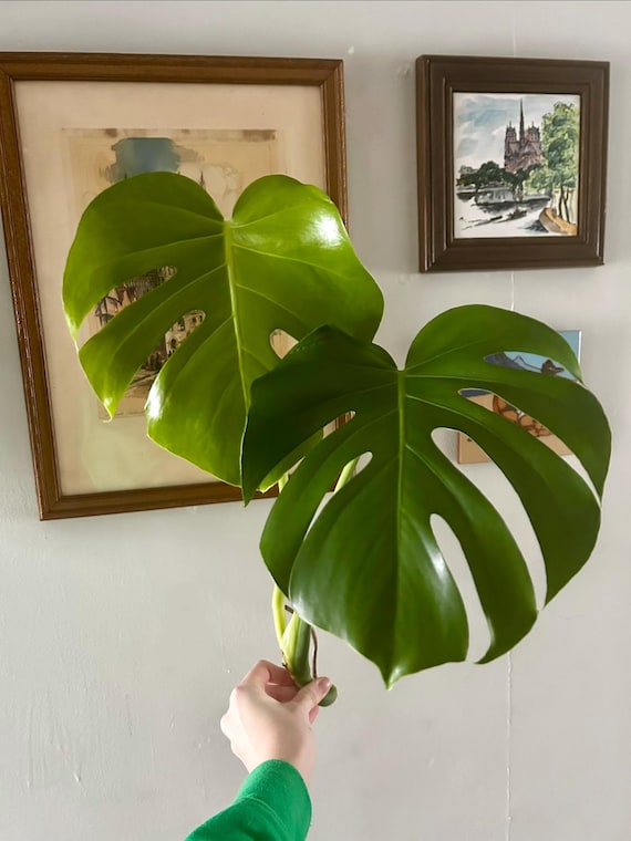 money tree money tree Money Tree | Indoor Plants main image 1