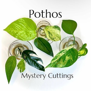May include: An assortment of Pothos mystery cuttings with vibrant green and variegated leaves. The leaves are displayed in small glass containers with water, showcasing their various shapes and patterns. The text "Pothos Mystery Cuttings" is displayed in black font.