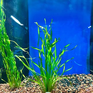 May include: A vibrant green aquatic plant with long, slender, wavy leaves rooted in a bed of small, multicolored gravel. The plant features a small white weight at its base, and it is positioned against a solid, bright blue background.