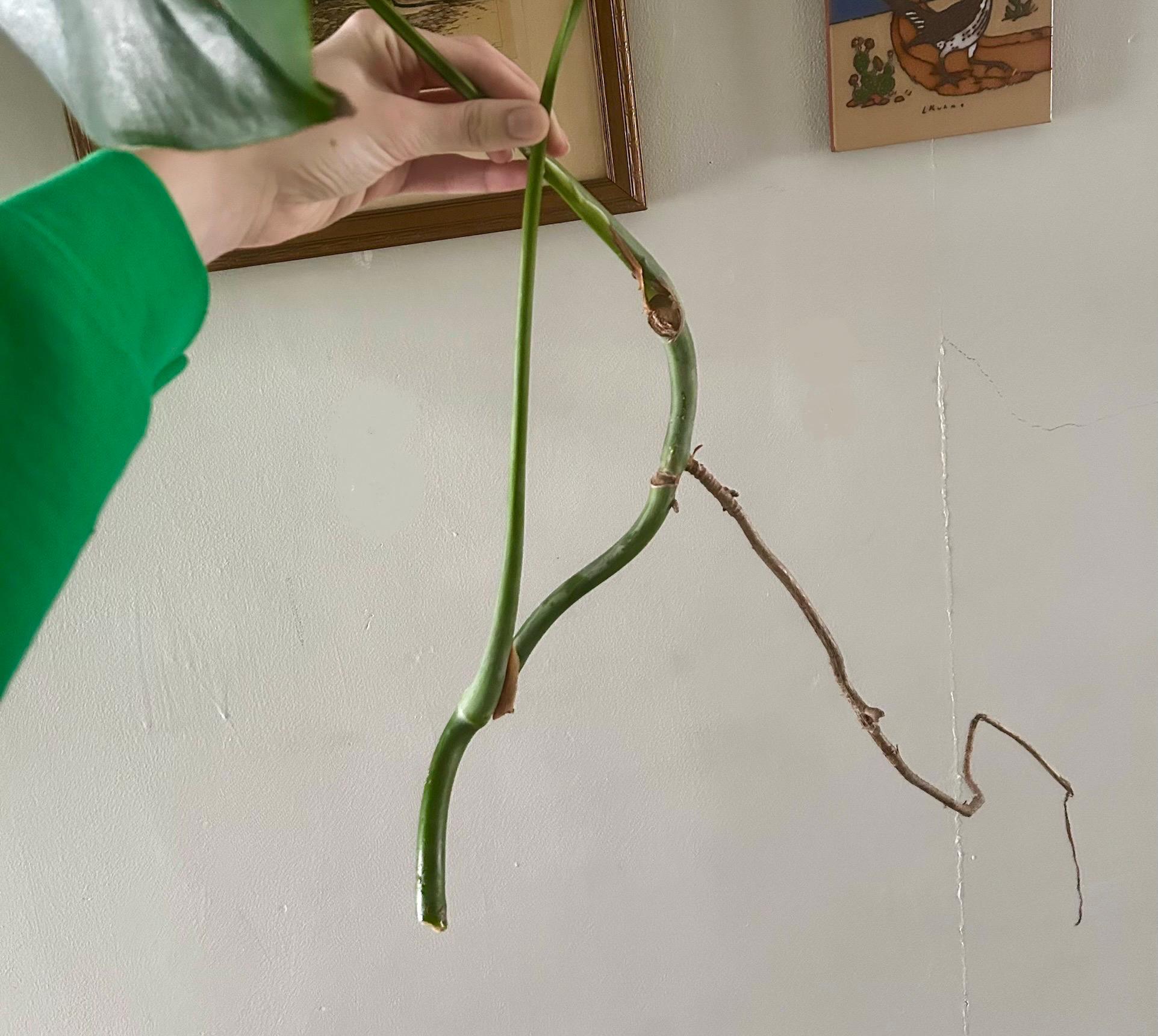 Variegated Monstera Deliciosa Cuttings, Rooted in Water, 1-3 Node ...