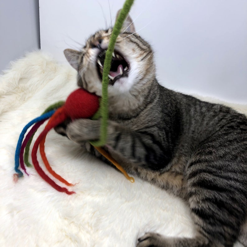 May include: A tabby cat with its mouth open, playing with a red and multicolored cat toy. The toy has a red ball and colorful, dangling strands. The cat is on a white, fluffy surface.