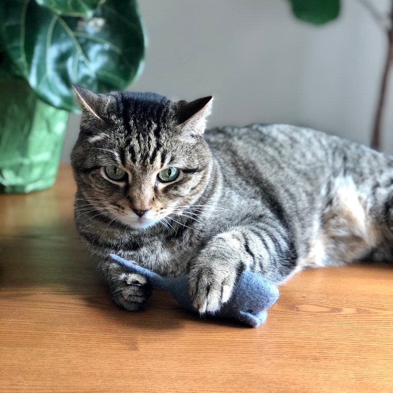 K&ouml;nnte beinhalten: Eine getigerte Katze mit gr&uuml;nen Augen liegt auf einer Holzoberfl&auml;che und h&auml;lt ein kleines blaues Spielzeug. Das Fell der Katze ist eine Mischung aus braunen und grauen Streifen. Im Hintergrund ist eine gr&uuml;ne Pflanze zu sehen.