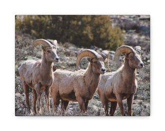 Bighorn Sheep Canvas Print: Wildlife Photography Art