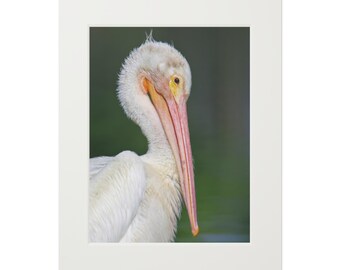 White Pelican Portrait Fine Art Print | Passepartout Paper Frame