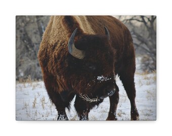American Bison in Snow Matte Canvas