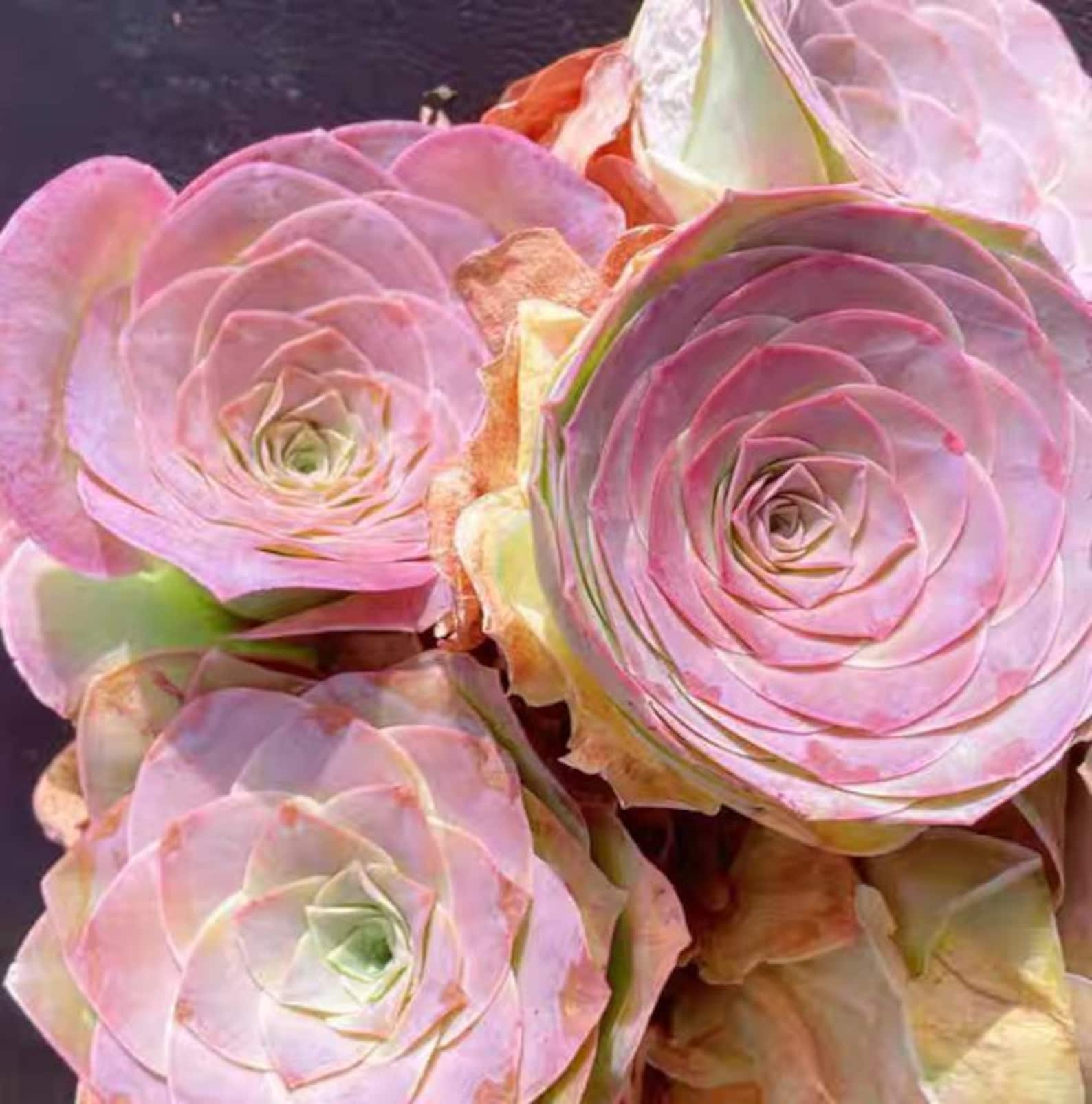Greenovia Pink Mountain Rose Rare Succulent Seeds Etsy