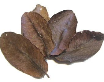 Guava Leaves for Freshwater Shrimp, Betta Fish, Tropical Fish Aquariums & Terrariums, Free Shipping