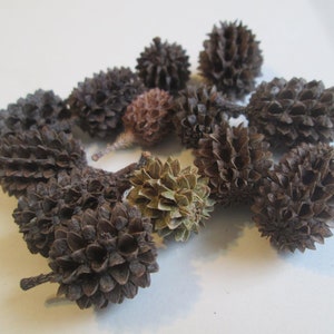 May include: A collection of brown and green pinecones, some with a more textured surface than others.