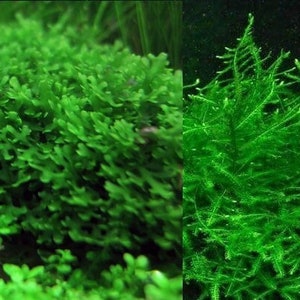 Subwassertang & Java Moss - Aquatic Moss Live Aquarium Freshwater Plants, Live Guarantee.