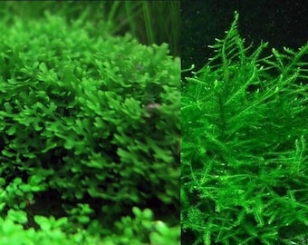 Subwassertang & Java Moss - Aquatic Moss Live Aquarium Freshwater Plants, Live Guarantee.