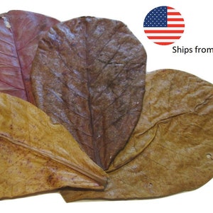 Indian Almond Leaves 9&quot;-13&quot; Extra Large Size for Freshwater Shrimp, Betta Fish, Tropical Fish Aquariums & Terrariums , Free Shipping.
