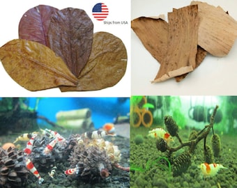 aquarium Catappa leaves and alder cones