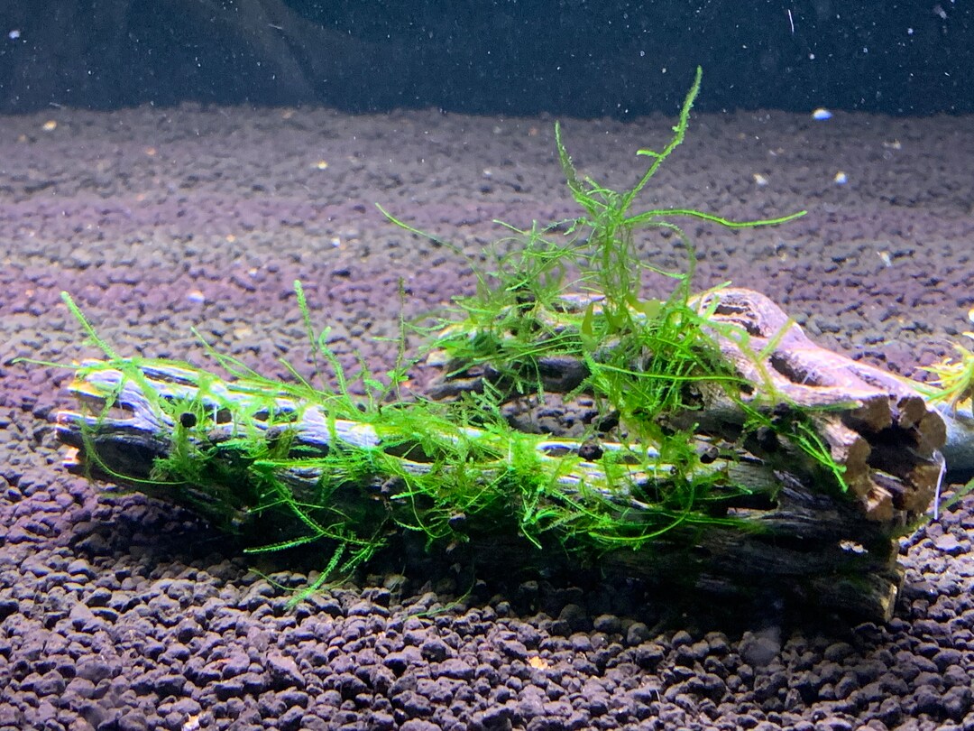 X2 Java Moss on Cholla Wood Shrimp Hideout & Betta Aquarium Decor. Etsy