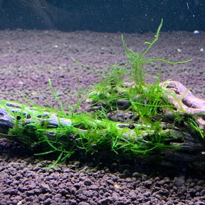 May include: A piece of driftwood covered in vibrant green aquatic plants. The wood has a weathered appearance with visible textures and holes. The plants are lush and create a natural, underwater scene, suitable for an aquarium.