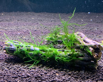 x2 Java Moss on Cholla Wood - Shrimp Hideout & Betta Aquarium Decor.