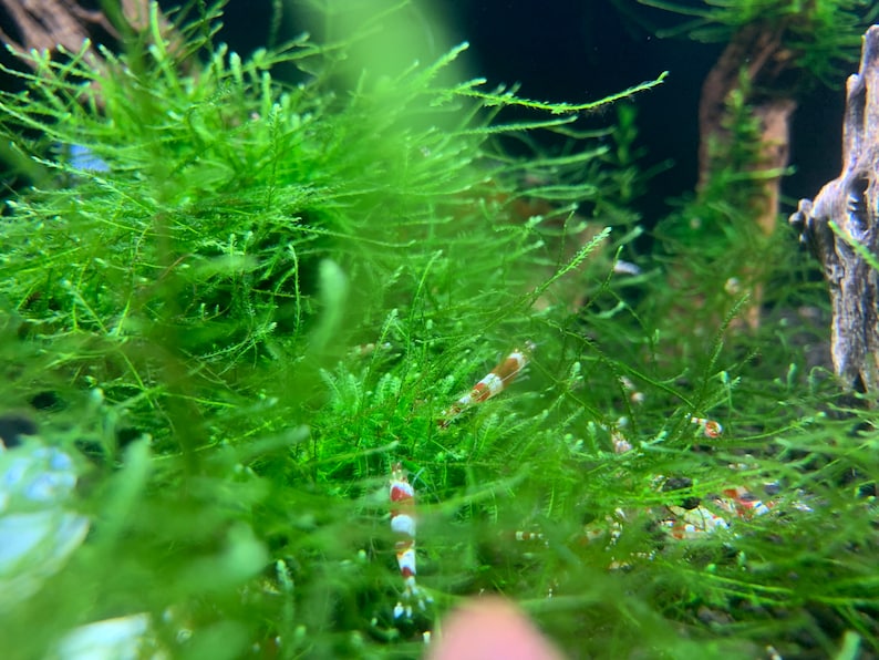 Live Java Moss Java Moss - Aquatic Moss Live Aquarium Freshwater Plants, Live ...