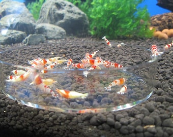 Clear Glass Shrimp Feeder Dish ~ Fish & Shrimp Feeding Dish for Aquariums , Free Shipping