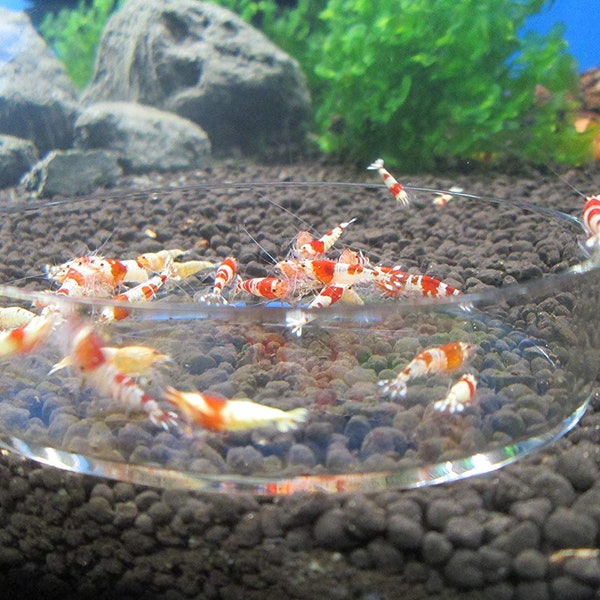 Clear Glass Shrimp Feeder Dish ~ Fish & Shrimp Feeding Dish for Aquariums , Free Shipping