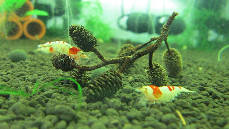 May include: Two freshwater shrimp with white bodies and red markings swim in an aquarium. The shrimp are near a branch with cone-shaped decorations. The aquarium has a green gravel substrate and green plants.