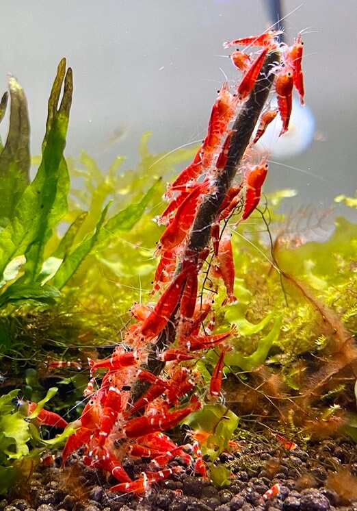 Schmitt Aquaristik Nano Shrimp Lollies Mixing Box - 80 Pieces (Caridina/Neocaridina)