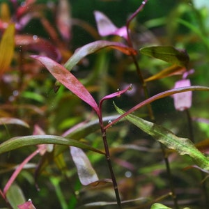 Persicaria sp. 'Sao Paulo' Rare Live Aquatic Plant-  Aquarium Freshwater Plants,Live Guarantee.