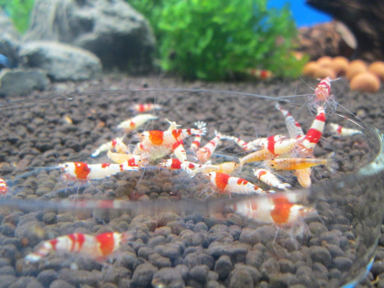 Muyu Mineral Balls Shrimp Supplement for Aquariums Free Etsy