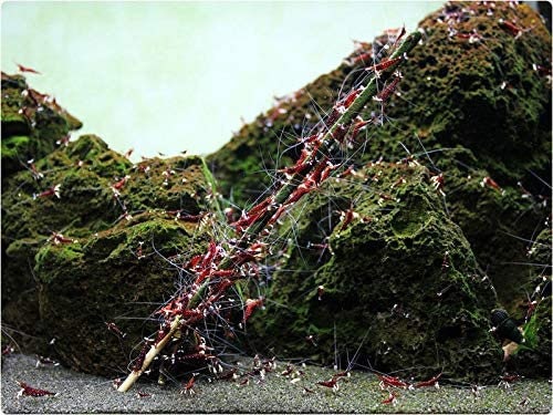 Schmitt Aquarisitk Shrimp Starter Set – Lollies, Alder Cones, Caves, Pollen For Neocaridina Caridina
