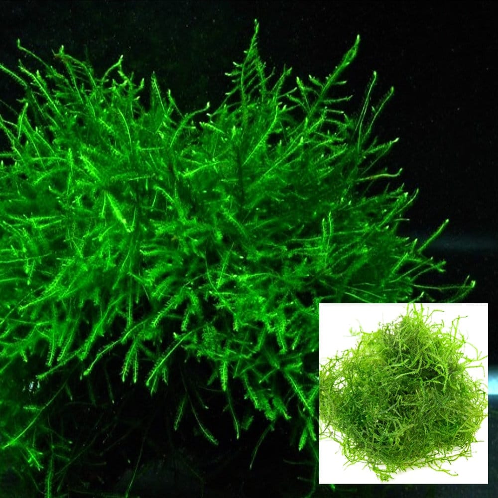 Live Java Moss Java Moss - Aquatic Moss Live Aquarium Freshwater Plants, Live ...
