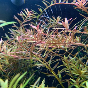 Rotala H&#39;Ra x3 trimming - Live Aquatic Plant- Aquarium Freshwater Plants, Free Shipping Live Guarantee.