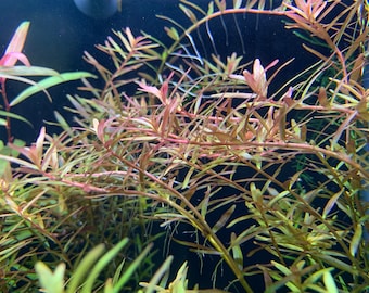 Rotala H'Ra x3 trimming - Live Aquatic Plant- Aquarium Freshwater Plants, Free Shipping Live Guarantee.