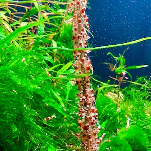 Shrimp Lollies - All in One Lollies - Food For Shrimp Invertebrates Aquarium Free Shipping