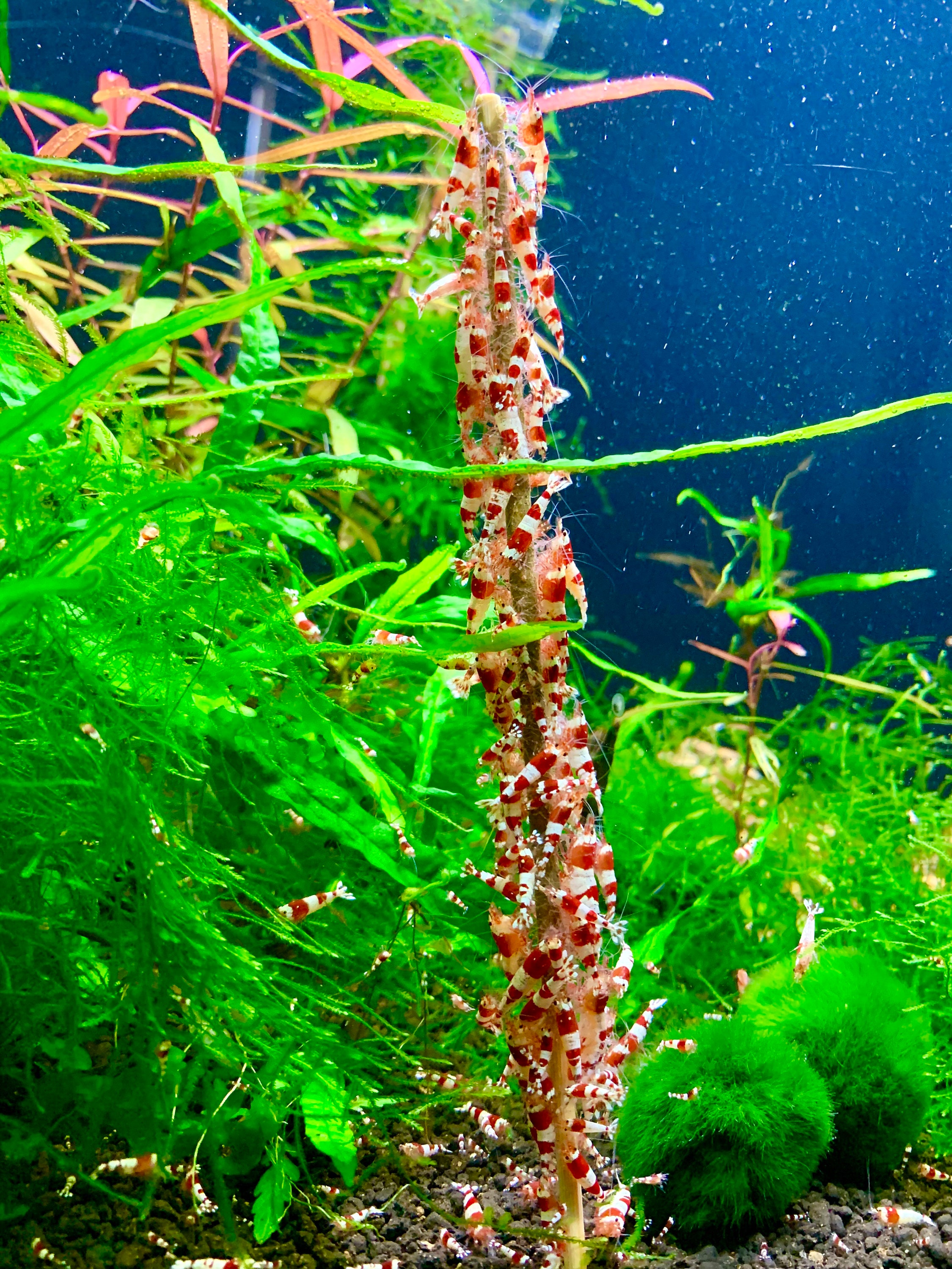Shrimp Lollies - All in One Lollies - Food For Shrimp Invertebrates Aquarium Free Shipping