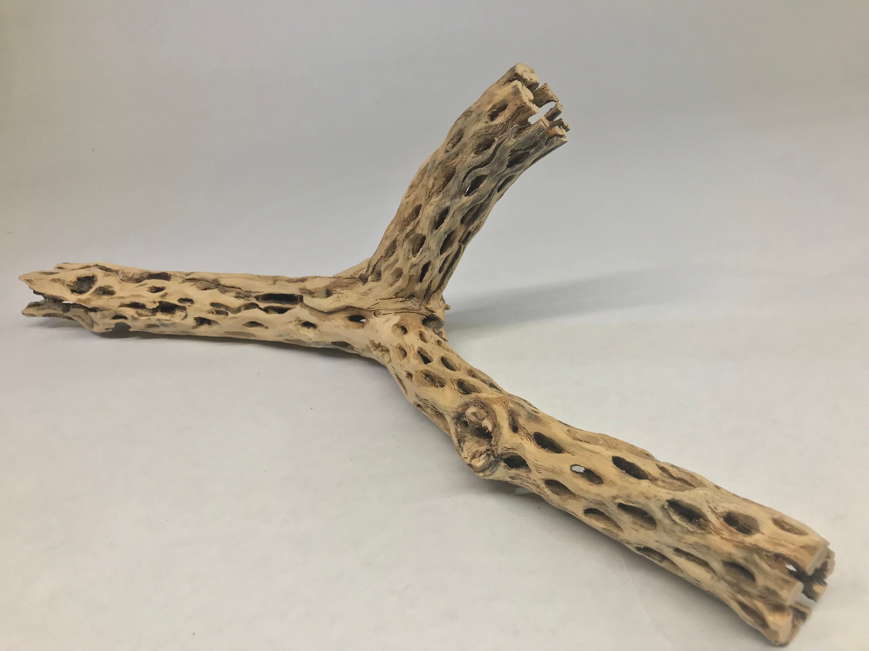 Unique Cholla Wood Piece x1 Cactus Wood Natural Aquarium Decor Etsy