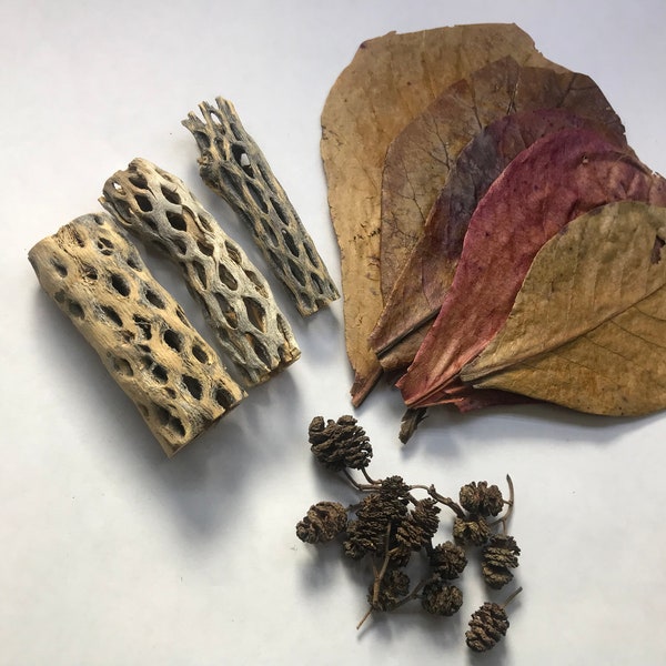 Nano Indian Almond Leaves x5, Cholla Wood Nano x3, x15 Alder Cones for Freshwater Shrimp, Betta Fish, Free Shipping.