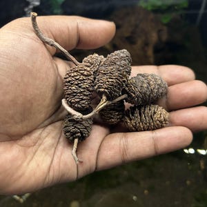May include: Close-up of a hand holding a cluster of small, brown pine cones attached to a thin, twig-like stem. The cones have a textured, scaly appearance. The background is blurred, with hints of green.