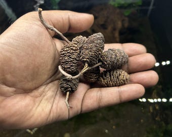 Giant Alder Cones For Shrimp Betta fish Aquarium Promotes Breeding Invertebrate Tannin ~ Water Conditioner Promotes Breeding, Free Shipping.