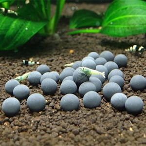May include: A close-up of a group of small, gray, round ceramic balls. A small, white shrimp is crawling on top of the balls.