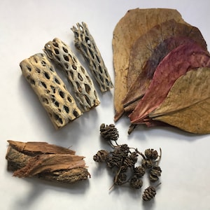 May include: A collection of dried natural elements, including brown and gray cactus wood, brown and red leaves, and brown pine cones.