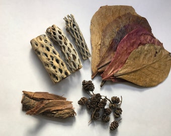 Nano Indian Almond Leaves x5, Cholla Wood Nano x3, x15 Alder Cones, Catappa Bark for Freshwater Shrimp, Betta Fish, Free Shipping.