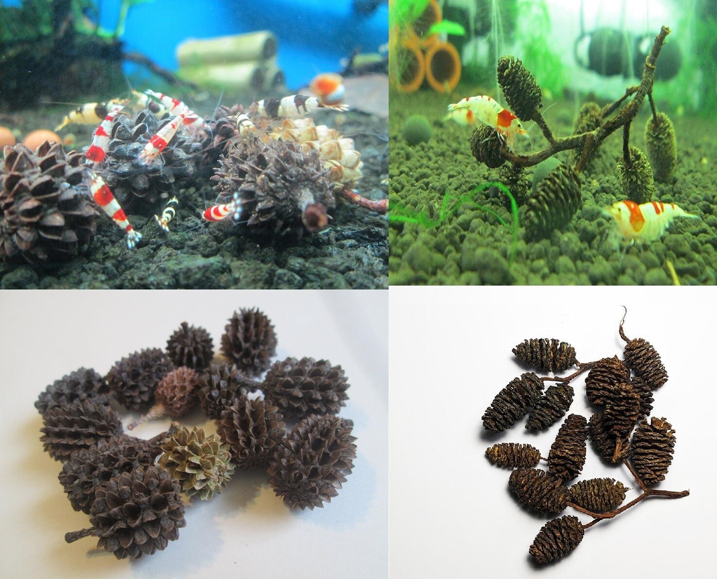 Alder Cones For Shrimp Betta Fish Aquarium Promotes