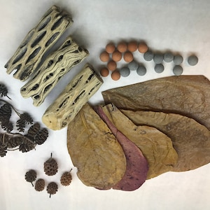 May include: A collection of natural materials for crafting and decorating, including three pieces of driftwood, a cluster of brown pinecones, a group of small brown and gray balls, and a pile of dried brown leaves.