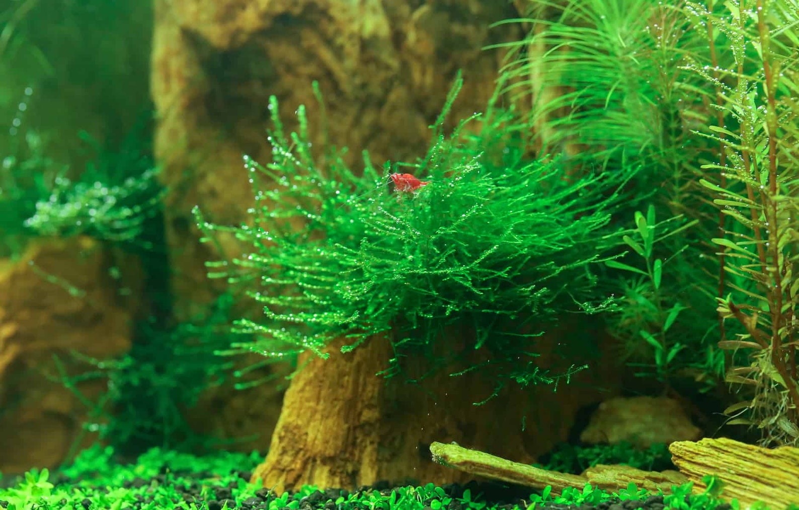 Live Java Moss Java Moss - Aquatic Moss Live Aquarium Freshwater Plants, Live ...