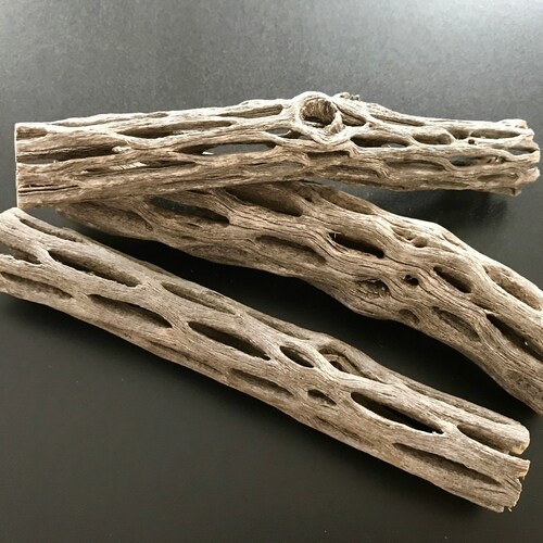 Cholla Wood Pieces 5'' Cactus Wood Natural Aquarium Etsy