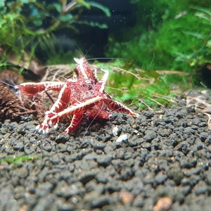 May include: A close-up of a red and white shrimp in an aquarium. The shrimp has a vibrant red body with white markings and long antennae. The aquarium has a dark gravel substrate and green plants in the background.