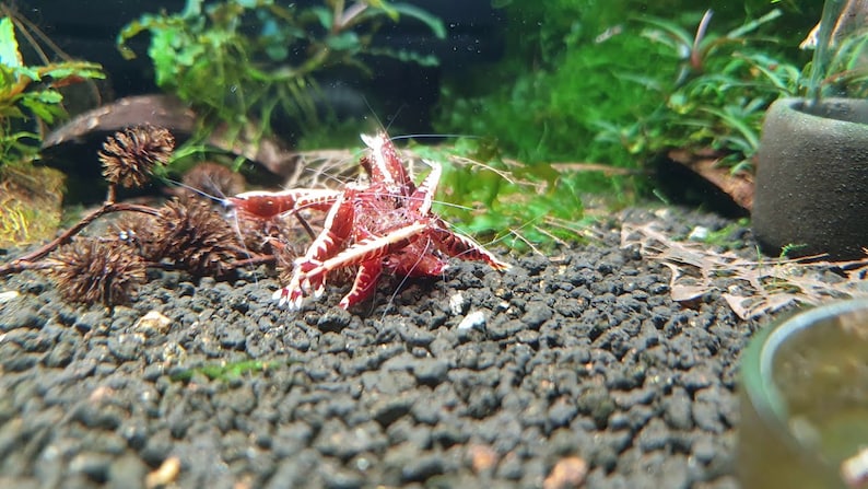 May include: A close-up of a red and white shrimp in an aquarium. The shrimp has a vibrant red body with white markings and long antennae. The aquarium has a dark gravel substrate and green plants in the background.