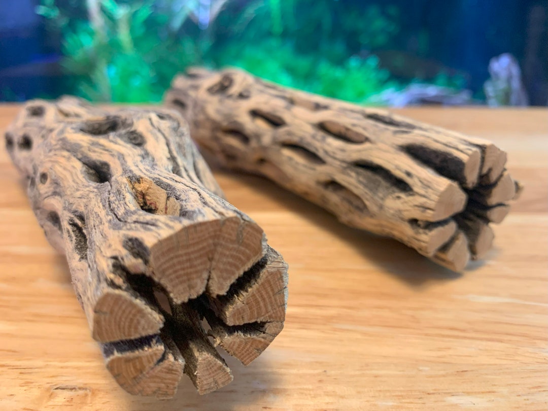Unique Large Cholla Wood Pieces X2 Thick Size Cactus Wood Natural