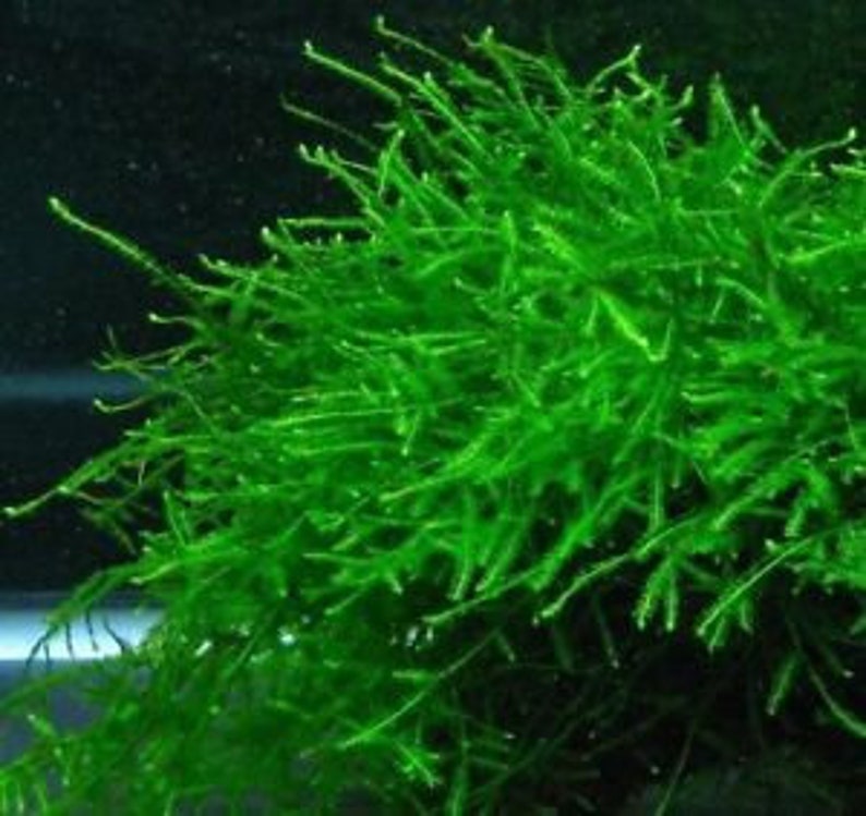 Live Java Moss Java Moss - Aquatic Moss Live Aquarium Freshwater Plants, Live ...